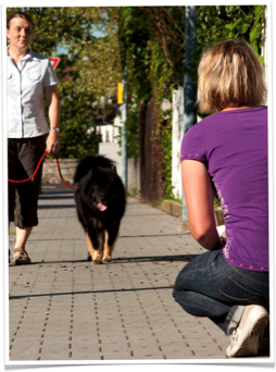 hundeflitzer | Tierphysiotherapie Iris Nolte | Gangbildanalyse bei Hunden