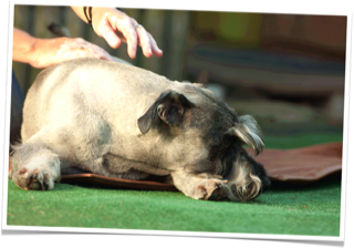 hundeflitzer | Tierphysiotherapie Iris Nolte | Massage
